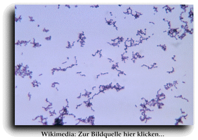 C:\Users\Bertram\Desktop\Tierarzt Mnster - Dr.
                    Heiko Delorme - Homopathie bei Tieren! 0251 -
                    797877_files\propionibacterium.gif